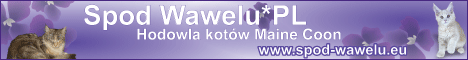 Hodowla kotów Meine Coon Spod Wawelu